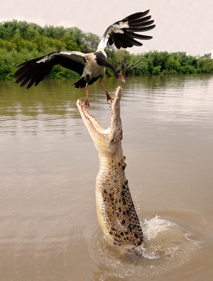 Bhitarkanika National Park Image