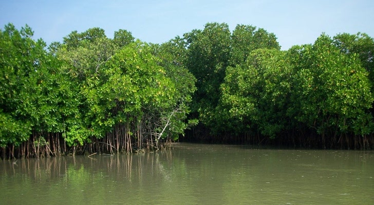 Sundarbans Image