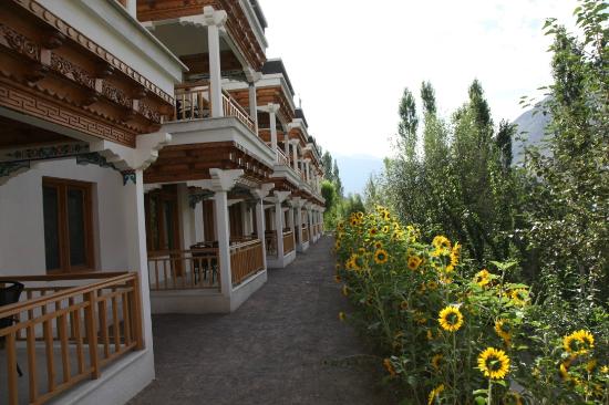 The Apricot Tree - Nurla - Leh Image
