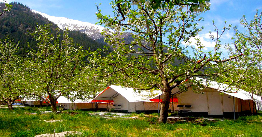 Apple Orchard Farm and Camping - Chitkul Road - Sangla Image