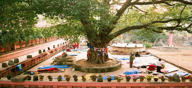 Bodhi Tree - Bodhgaya Image