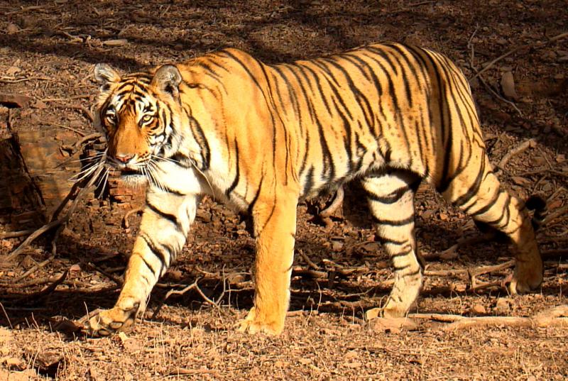 Pilibhit Tiger Reserve Image