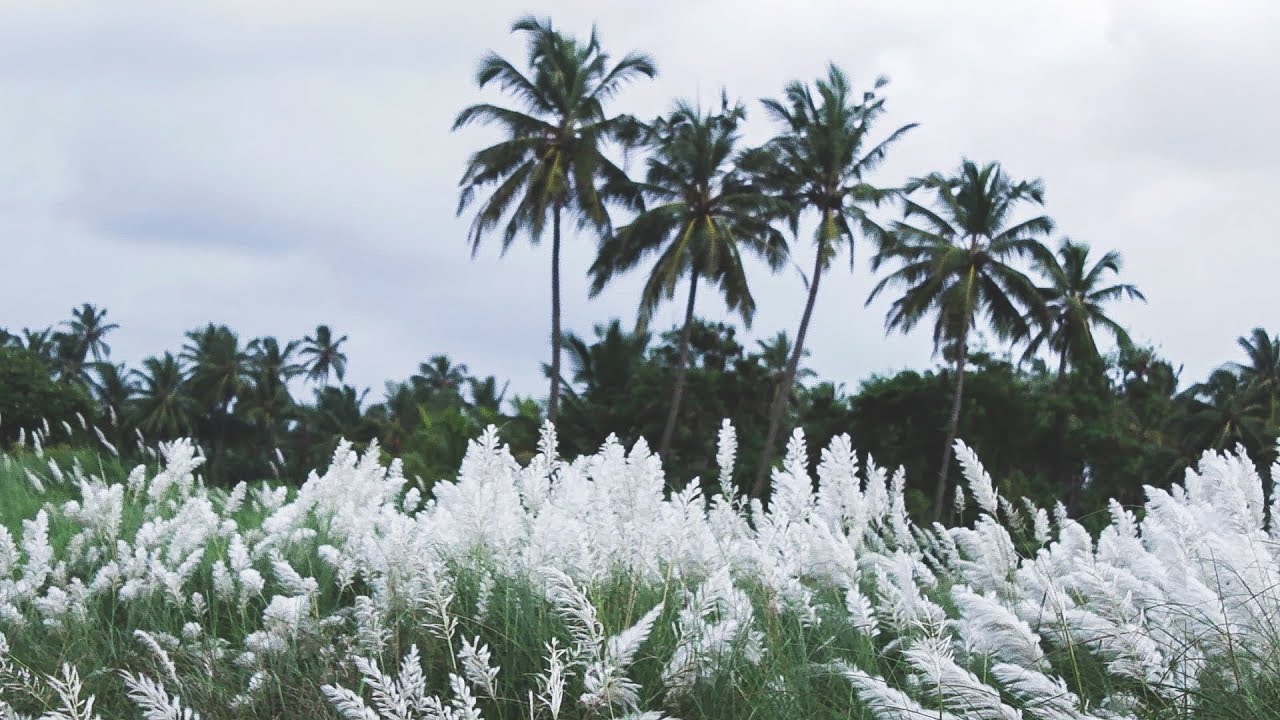 Bhuigaon Beach - Nalasopara Image