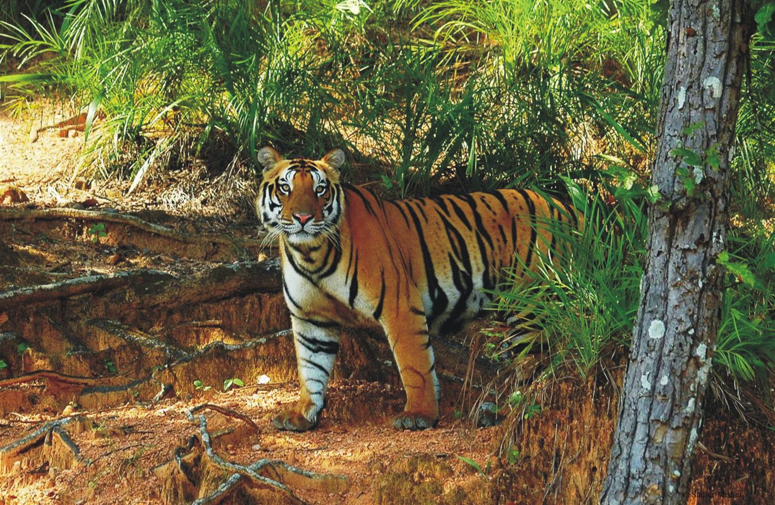 Satkosia Tiger Reserve - Bhubaneswar Image