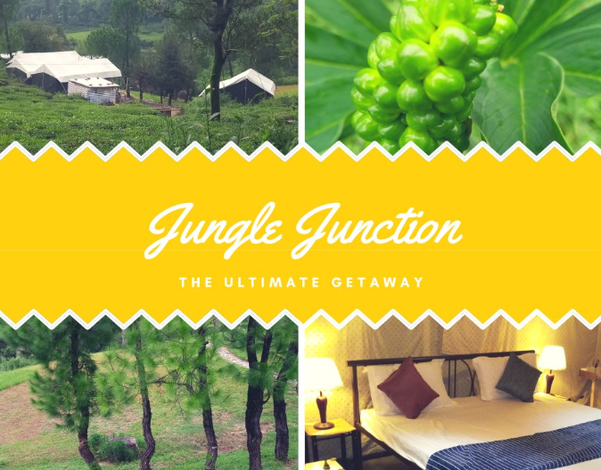 Jungle Junction - Kangra Image