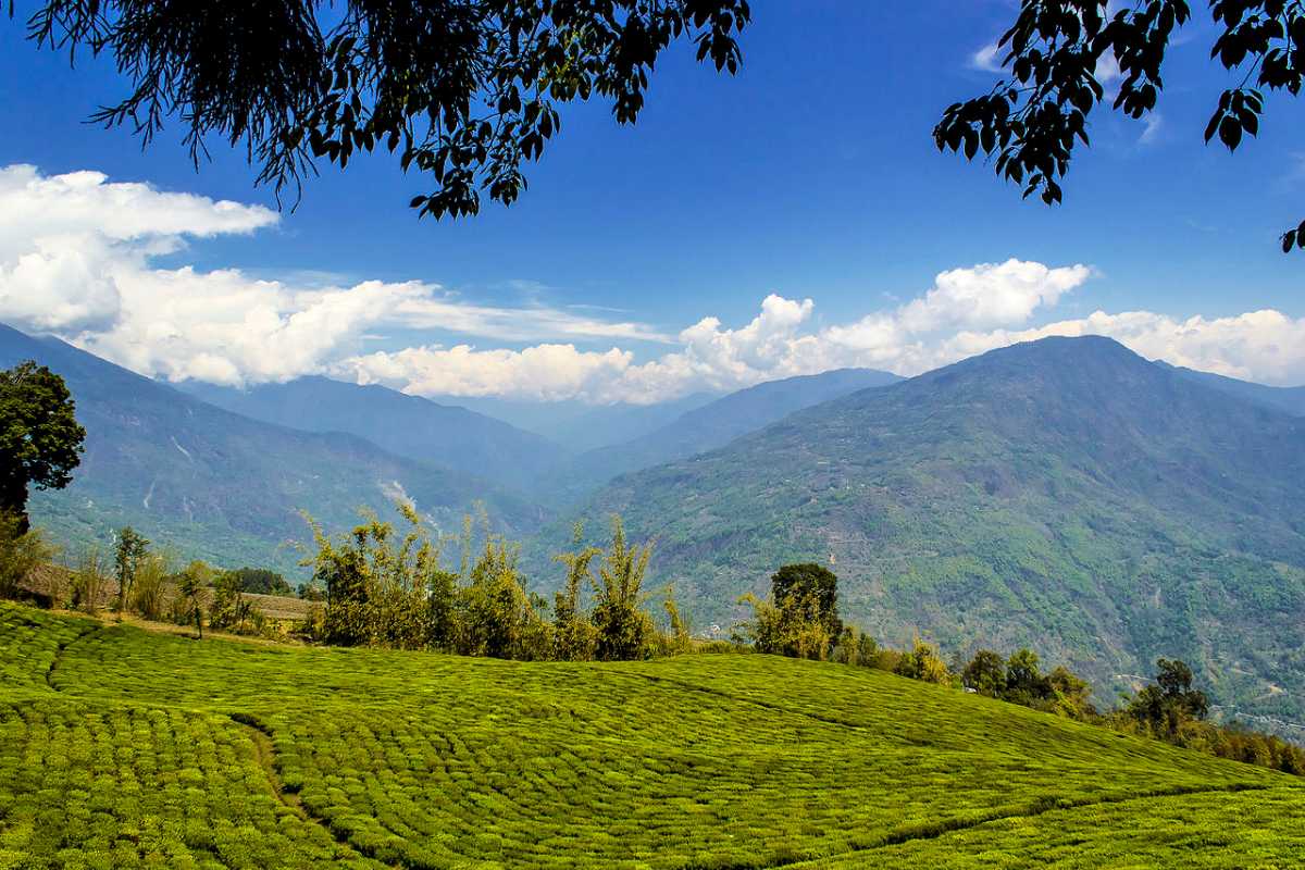 Temi Tea Garden - South Sikkim Image