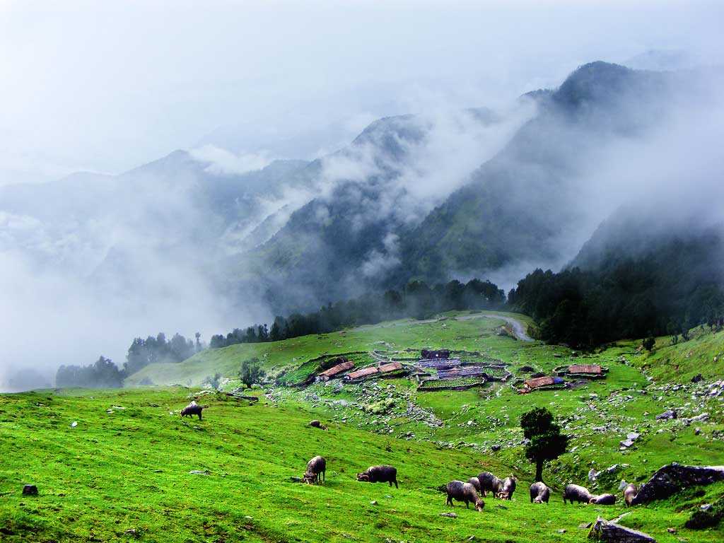 Chopta Valley - North Sikkim Image