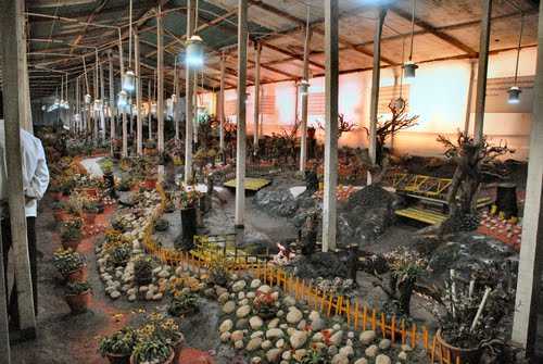 Thread Garden - Ooty Image