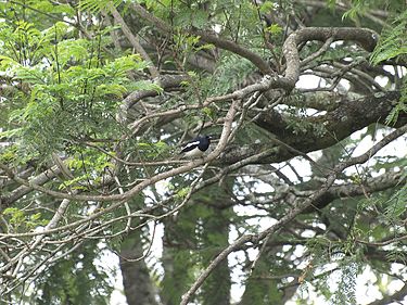 Simi's Park - Ooty Image