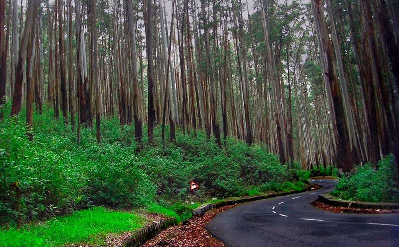 Pine Forest - Kodaikanal Image