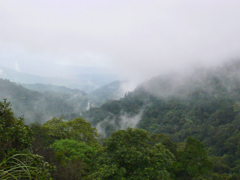 Brahmagiri Wildlife Sanctuary - Coorg Image