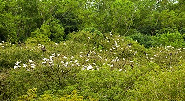 Gudavi Bird Sanctuary - Shimoga Image