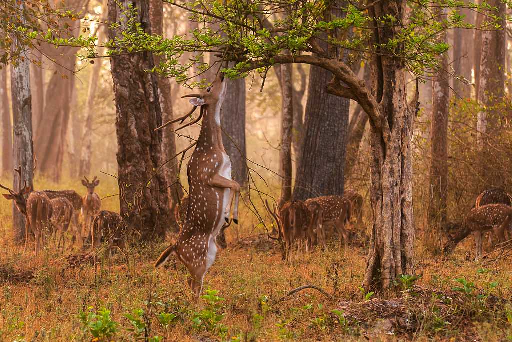 Nagarhole Image