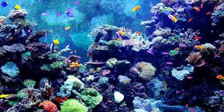 Sea World Aquarium - Rameshwaram Image