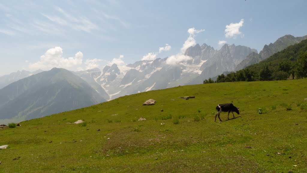 Gangabal Trek - Sonamarg Image