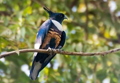 Salim Ali National Park - Srinagar Image