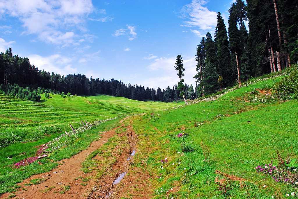 Strawberry Valley - Gulmarg Image