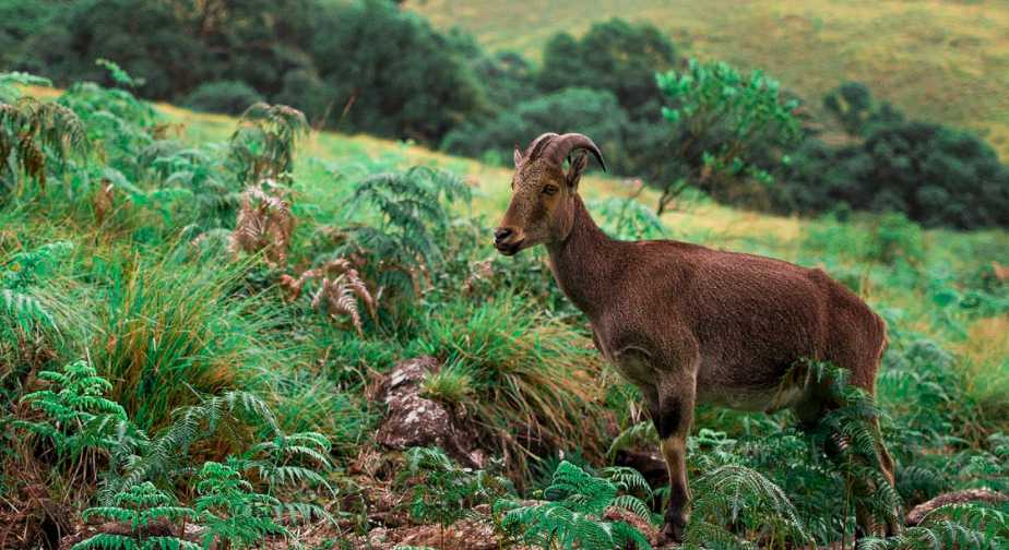 Eravikulam (Rajamalai) National Park - Munnar Image