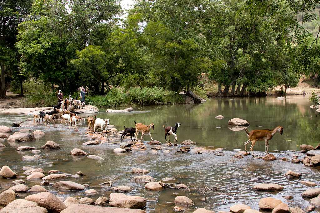 Chinnar Wildlife Sanctuary - Munnar Image