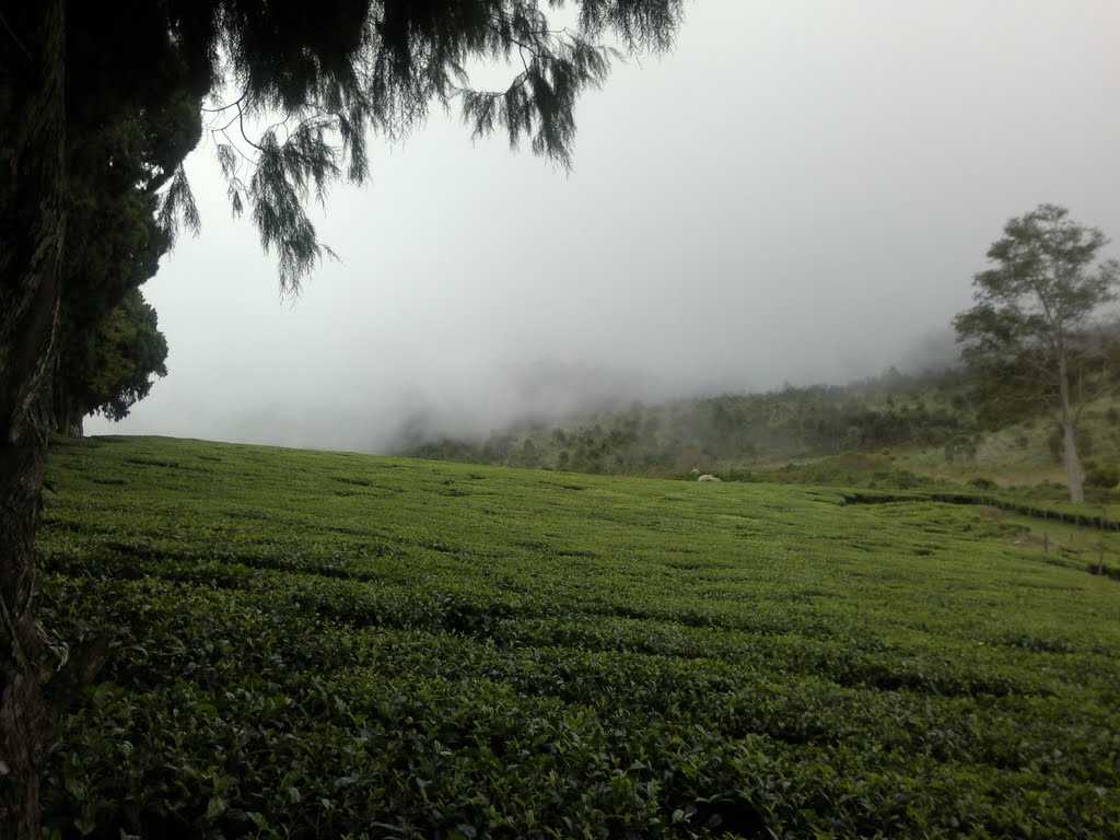 Kolukkumalai Tea Estate - Munnar Image