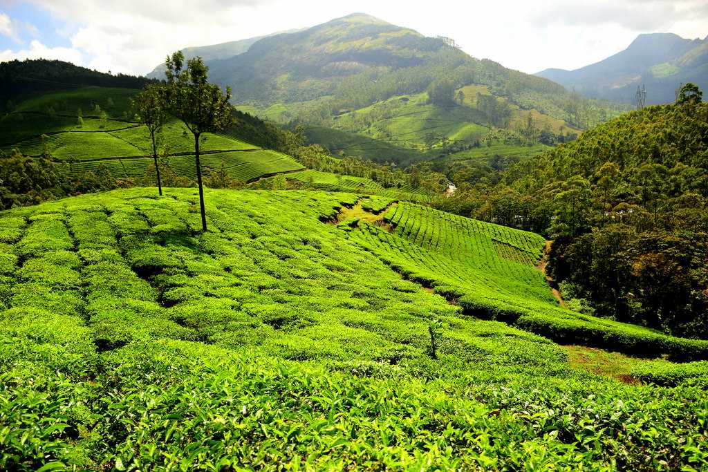 Sevenmallay Tea Estate - Munnar Image