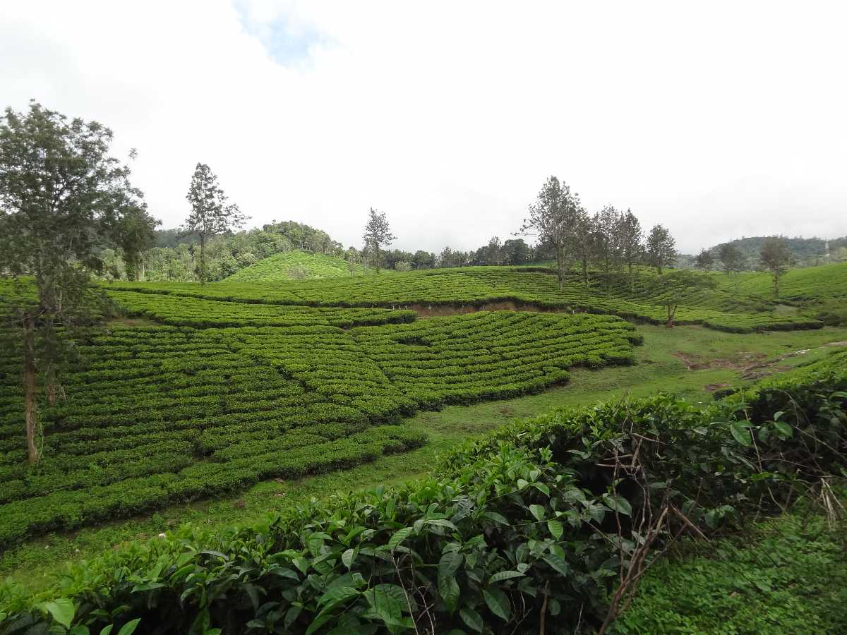 Pallivasal Tea Garden - Munnar Image