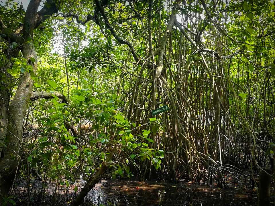 Mangalavanam Bird Sanctuary - Kochi Image