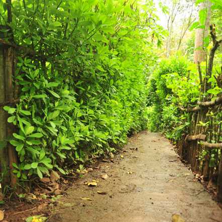 Green Park Ayurvedic & Spices Plantation - Thekkady Image