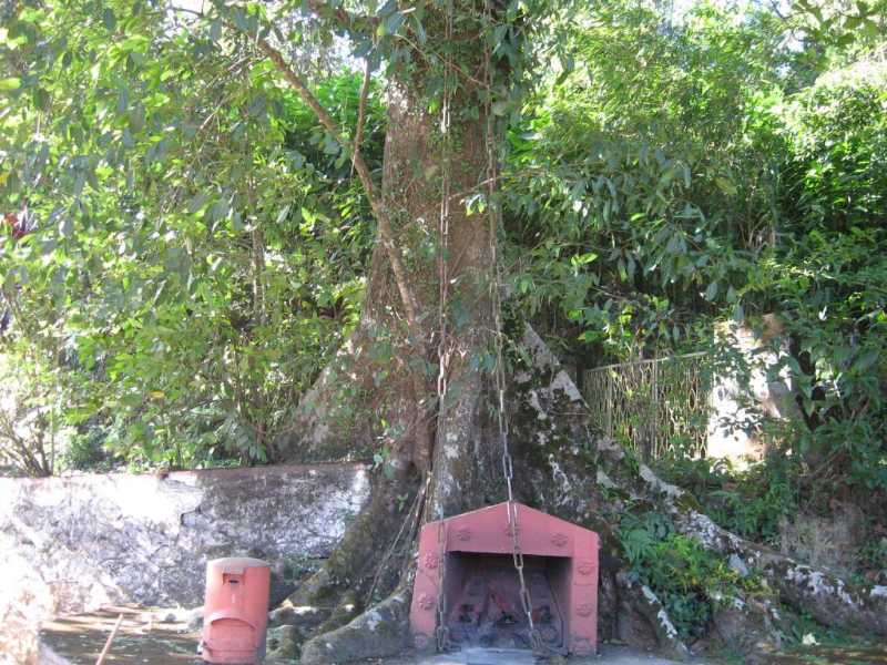 Chain Tree - Wayanad Image