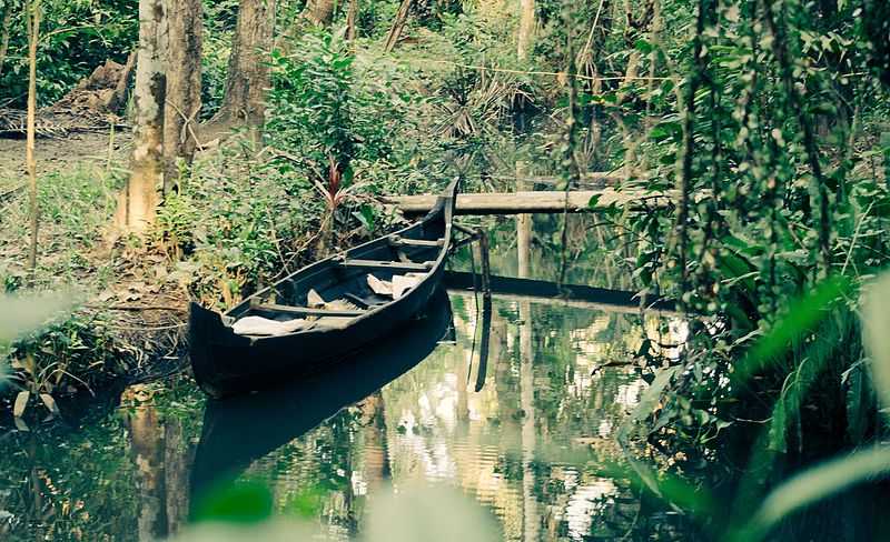 Kumarakom Bird Sanctuary - Kumarakom Image