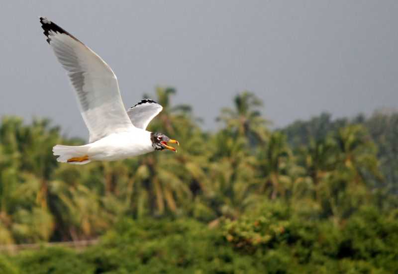 Kadalundi bird sanctuary - Kozhikode Image