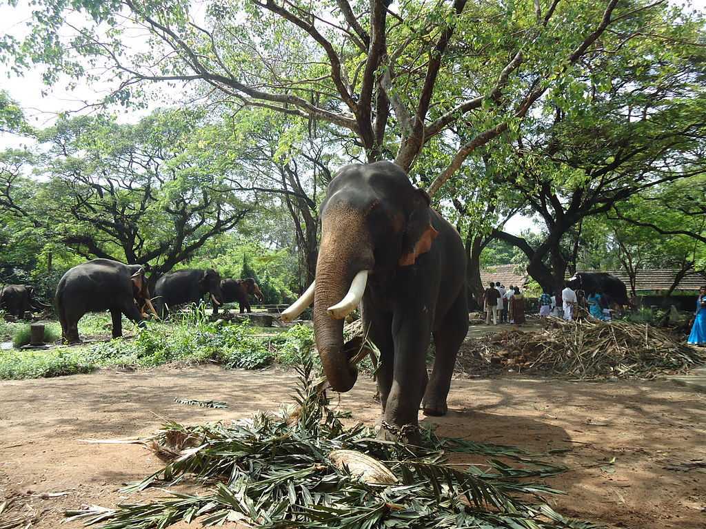 Punnathur Kotta - Thrissur Image