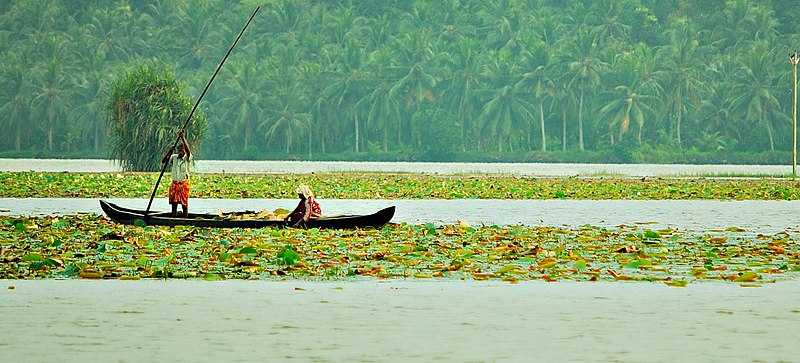 Vellayani Lake - Thiruvananthapuram Image