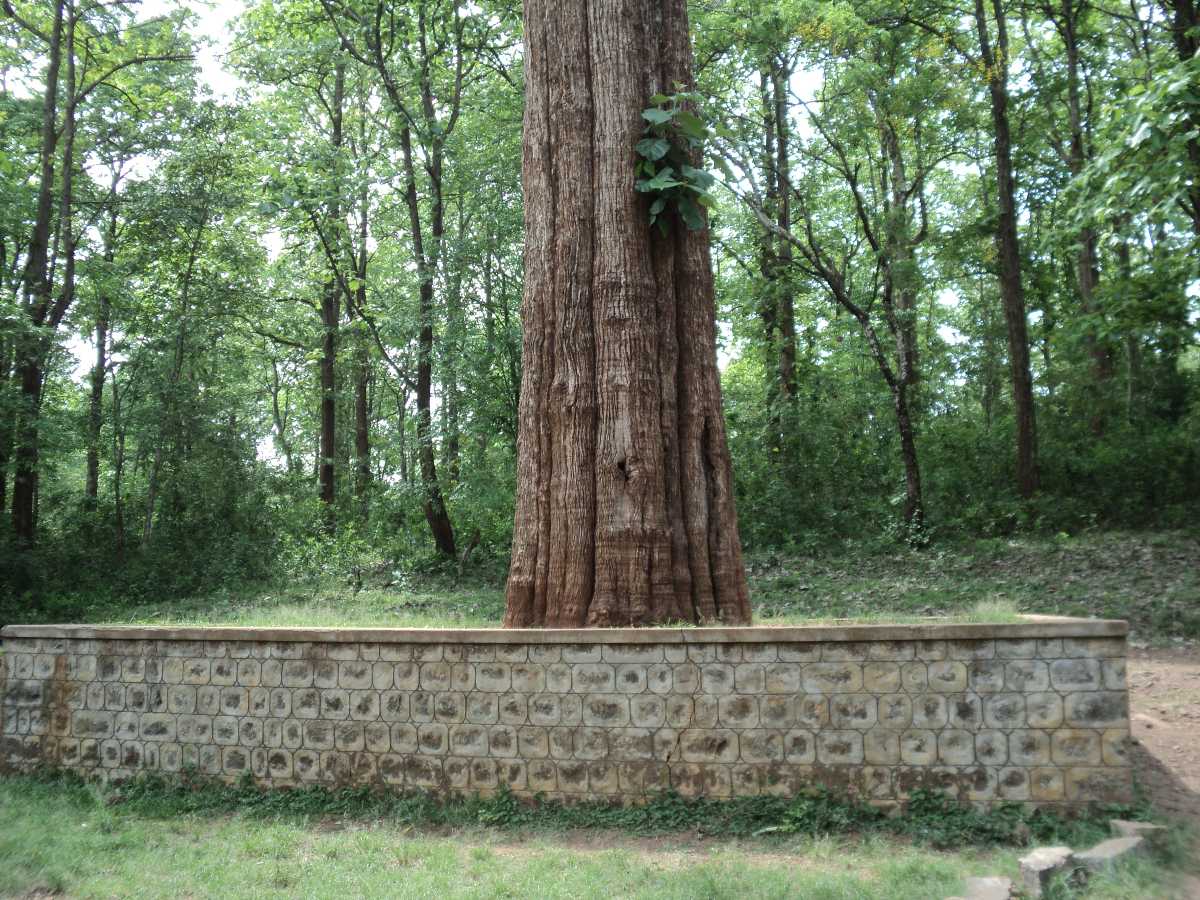 Kannimara Teak - Palakkad Image