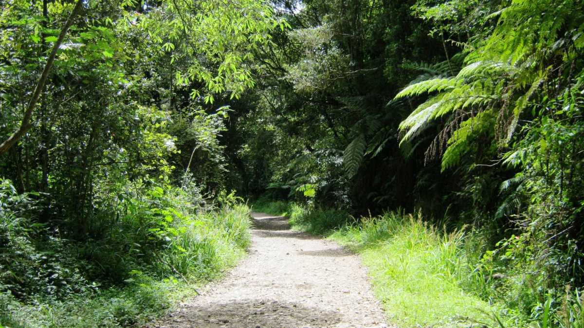 Anamudi Shola National Park - Idduki Image