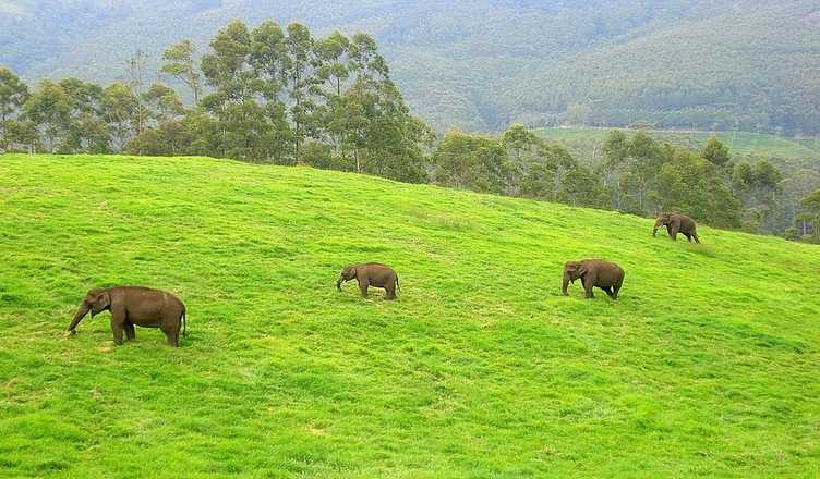 Mathikettan Shola National Park - Idduki Image