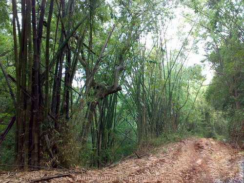 Malom Wildlife Sanctuary - Kasargod Image