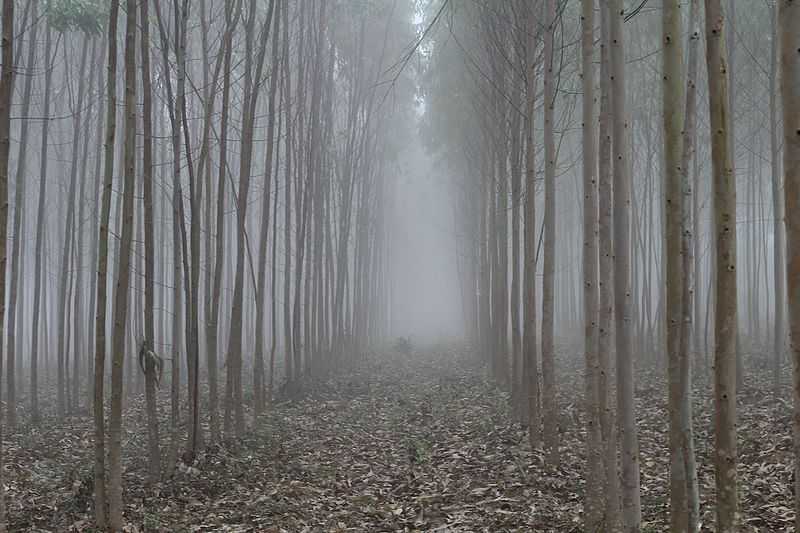 Lambasingi - Visakhapatnam Image