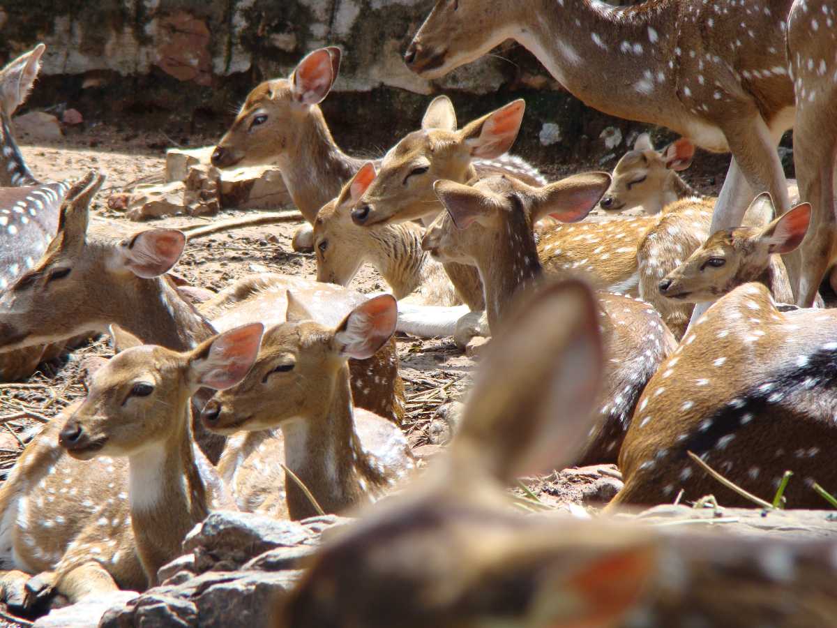 Deer Park - Tirupati Image