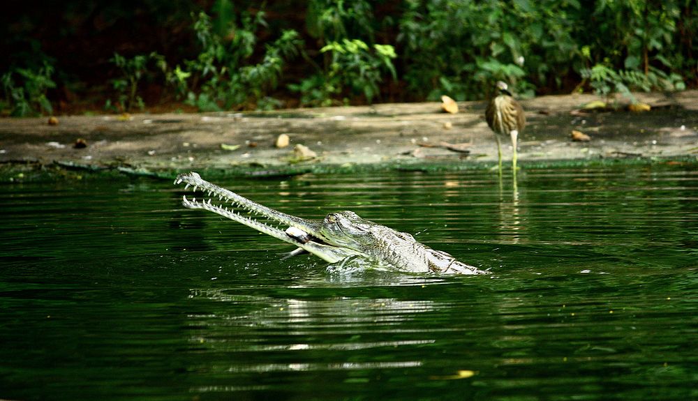 Indira Gandhi Zoological Park - Visakhapatnam Image