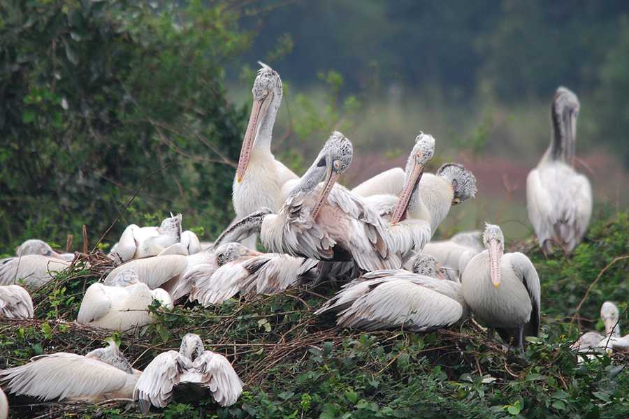 Nelapattu Bird Sanctuary - Nellore Image