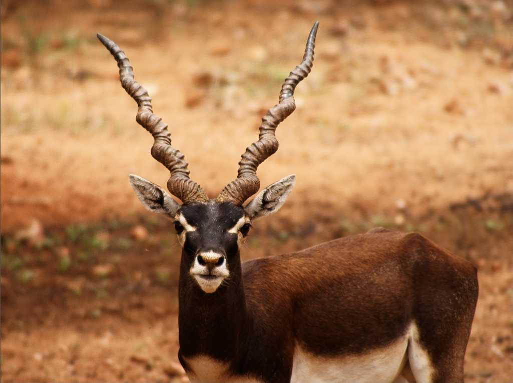 Rollapadu Wildlife Sanctuary - Kurnool Image