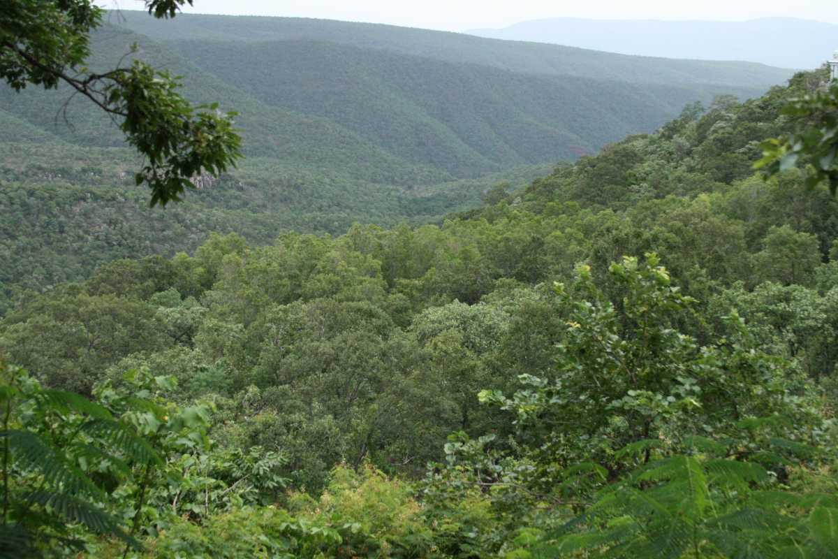 Sri Venkateswara National Park - Tirupati Image