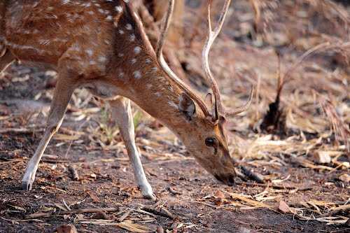 Srisailam Tiger Reserve - Srisailam Image