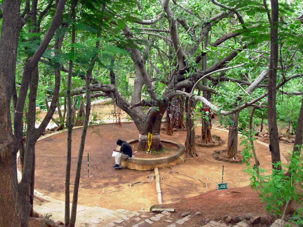 Meditation Tree - Puttaparthi Image