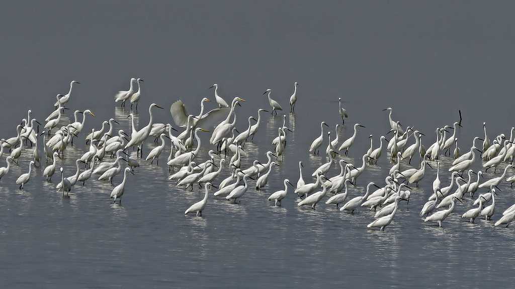 Pulicat Lake - Nellore Image