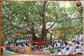 Wish Fullfilling Tree - Puttaparthi Image