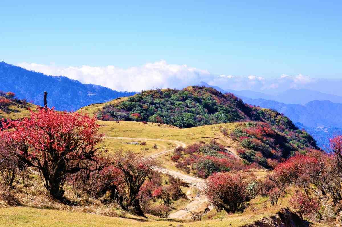 Singalila National Park - Darjeeling Image