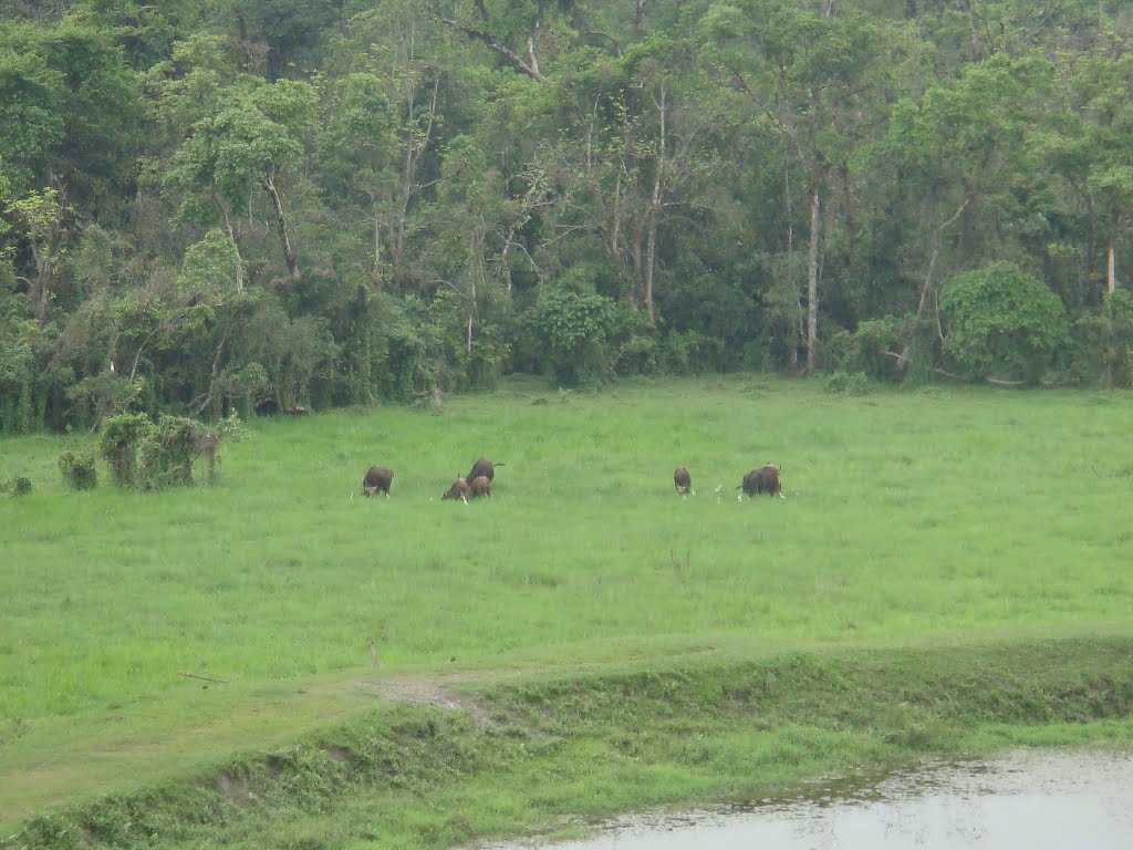 Chapramari Wildlife Sanctuary - Dooars Image