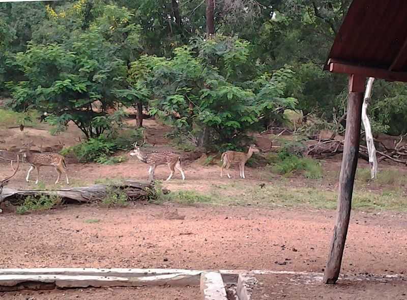 Deer Park - Santiniketan Image